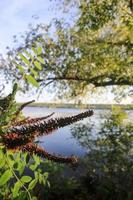 Landscape of the Dnieper River, Zaporozhye region. Ukraine. Summer view of the river in green trees, wildlife, nature reserve, clear blue sky photo