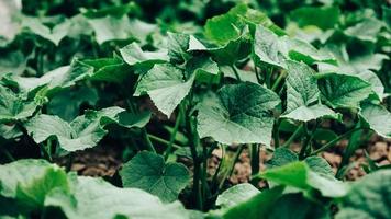 Leaves of cucumber plant growing in garden, seedlings in farmer's garden photo