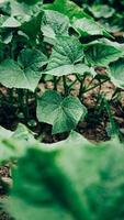 hojas de plantas de pepino que crecen en el jardín, plántulas en el jardín del agricultor foto