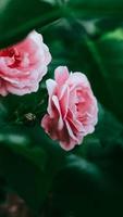 Pink rose flowers on a background of green leaves photo