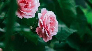 Pink rose flowers on a background of green leaves photo