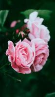 Pink rose flowers on a background of green leaves photo