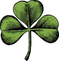 Clover with three leaf - vintage engraved png illustration - hand drawn style