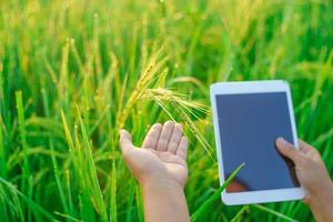 gavillas de arroz en manos de una agricultora, una agricultora agrónoma con una tableta digital, gotas de rocío en un grano de arroz en un campo por la mañana. enfoque suave. foto