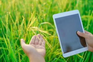 Sheaves of rice in the hands of a female farmer, a Female agronomist farmer with a digital tablet computer, Bokeh of dew drops on a grain of rice in a field in the morning. soft focus. photo