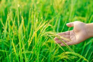 Sheaves of rice in the hands of a female farmer, Bokeh of dew drops on a grain of rice in a field in the morning. soft focus. photo