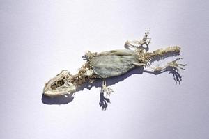 Dead lizard carcass On a white background photo