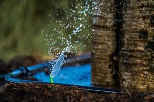 riego de plantas grandes con una pequeña boquilla de rociado de agua, semillas y concepto de plantación. enfoque suave. foto