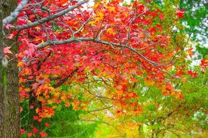 Red maple leaves in autumn season with blurred background, taken from  Kitakyushu, Fukuoka Prefecture, Japan. photo