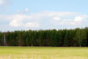 grass valley in forest during summer photo