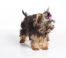 Yorkshire terrier looking at the camera in a head shot, against a white background photo