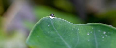 nice detail of water drops on leaf - macro detail photo