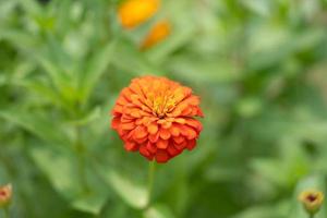 Zinnia. Orange zinnia flower on a green background in the garden close up. Summer and spring backgrounds