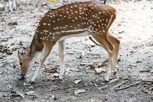 Deer Roaming Around in a Nature Reserve Park photo