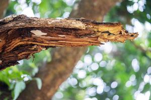 Closeup of thick branches after a storm broken off from a tree trunk. photo