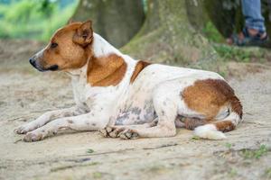 A dog is lying down and resting photo