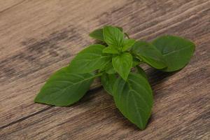 Fresh green Basil leaves - for cooking photo