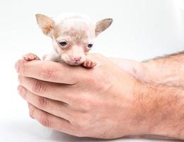 expressive portrait Chihuahua puppy photo