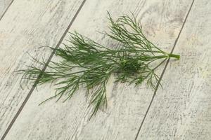 Fresh green dill herb branch photo