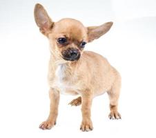 expressive portrait Chihuahua puppy photo