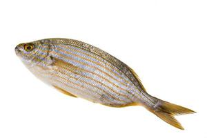 Salema porgy - sarpa fish photo