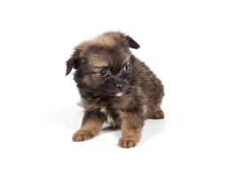 chihuahua puppy in front of a white background photo