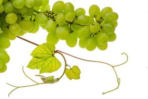 Green bright grape photo