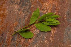 Green laurel leaves on the branch photo