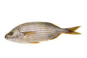 Salema porgy - sarpa fish photo