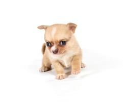 chihuahua puppy in front of a white background photo