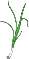 ilustración de png de cebollas verdes frescas