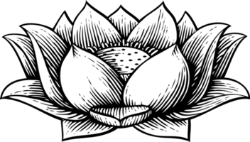 Lotus flower - vintage engraved png illustration. Hand drawn style