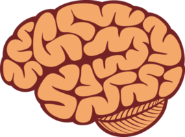 The human brain png illustration