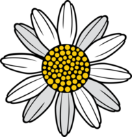 ilustração png de cor de flor de camomila