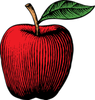 äpple - vintage graverad png illustration - handritad stil