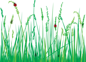 hierba con mariquitas y hormigas ilustración png
