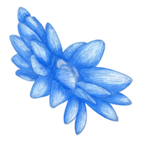 fleur aquarelle, clipart flore bleue png