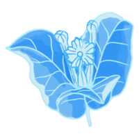 akvarell blomma, blå flora clipart png