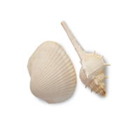 Seashell cutout, Png file