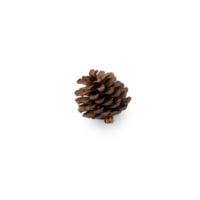 Pine cone cutout, Png file