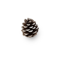 Snow pine cone cutout, Png file