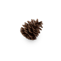 Pine cone cutout, Png file