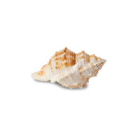 Seashell cutout, Png file