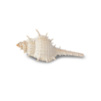 Seashell cutout, Png file