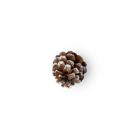 Snow pine cone cutout, Png file