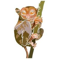 Tarsier Images Beautiful vector