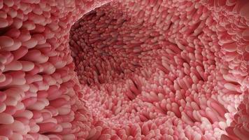 Red microvilli in a intestinal tract.3D Rendering illustration photo