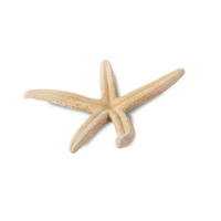 Starfish cutout, Png file