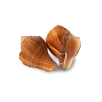 recorte de concha marina, archivo png