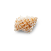 Seashell cutout, Png file